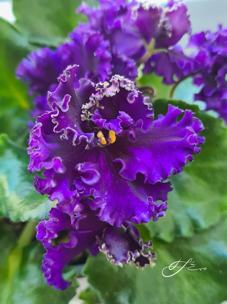  - Optimara Ever Special