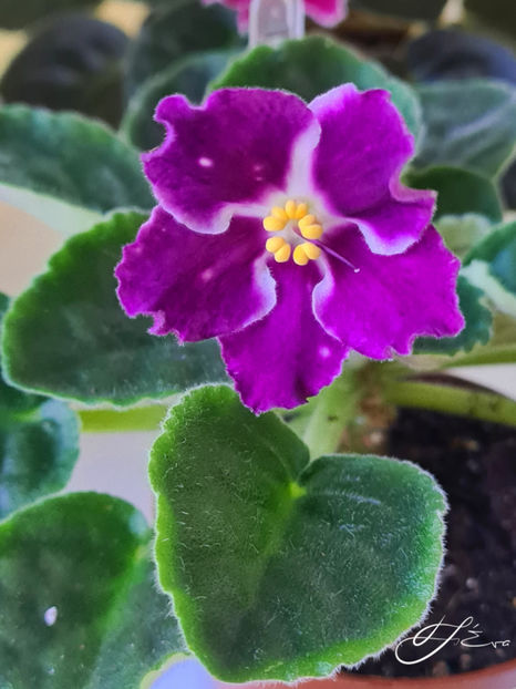  - LE-Karnavalnaya Noch