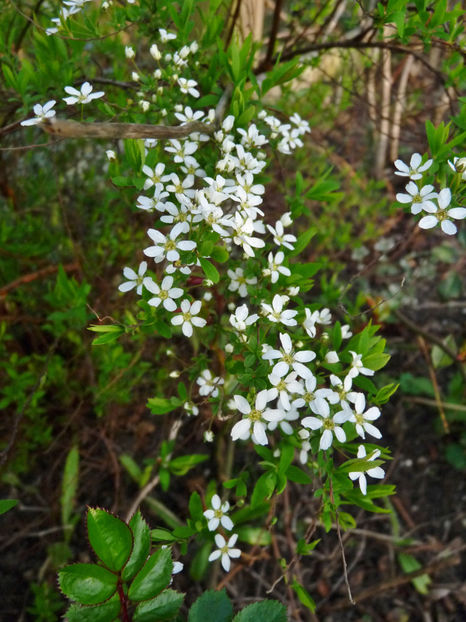  - 2024 - 01 - Primavara