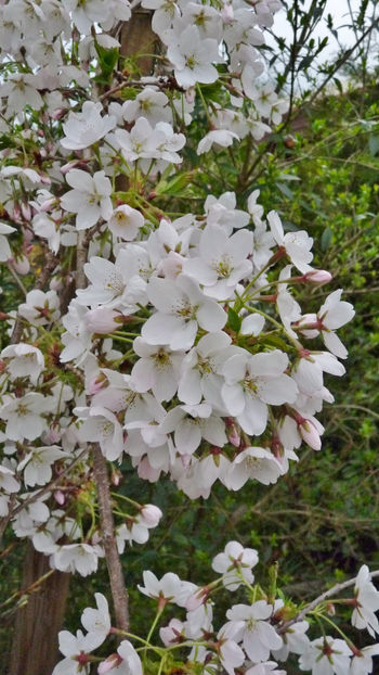  - 2024 - 01 - Primavara