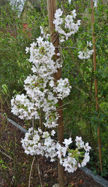  - 2024 - 01 - Primavara