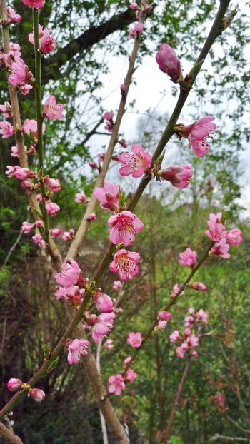  - 2024 - 01 - Primavara