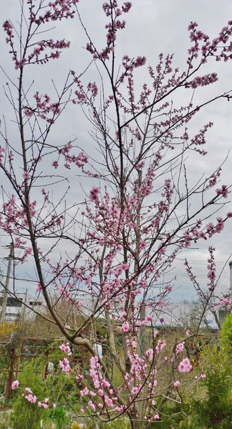  - 2024 - 01 - Primavara