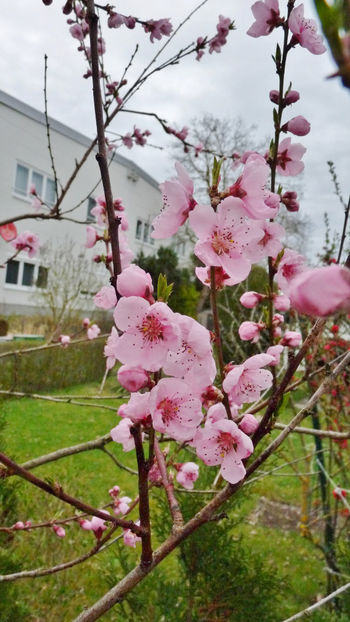  - 2024 - 01 - Primavara