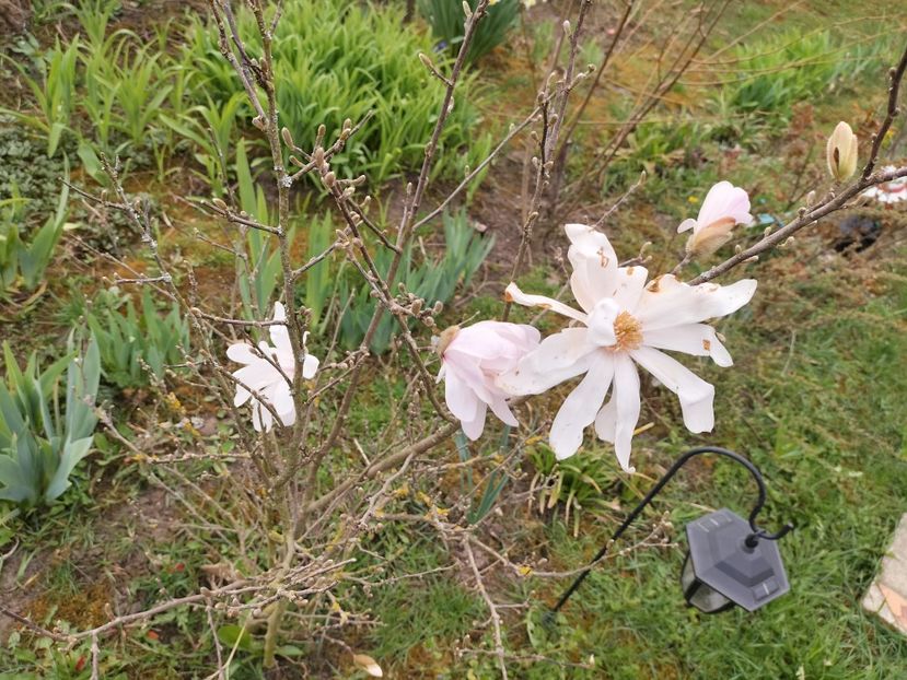 IMG20240324093936 - Primăvară 2024