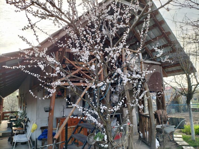 IMG20240323172811 - Primăvară 2024