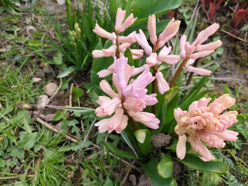 IMG20240323100132 - Primăvară 2024