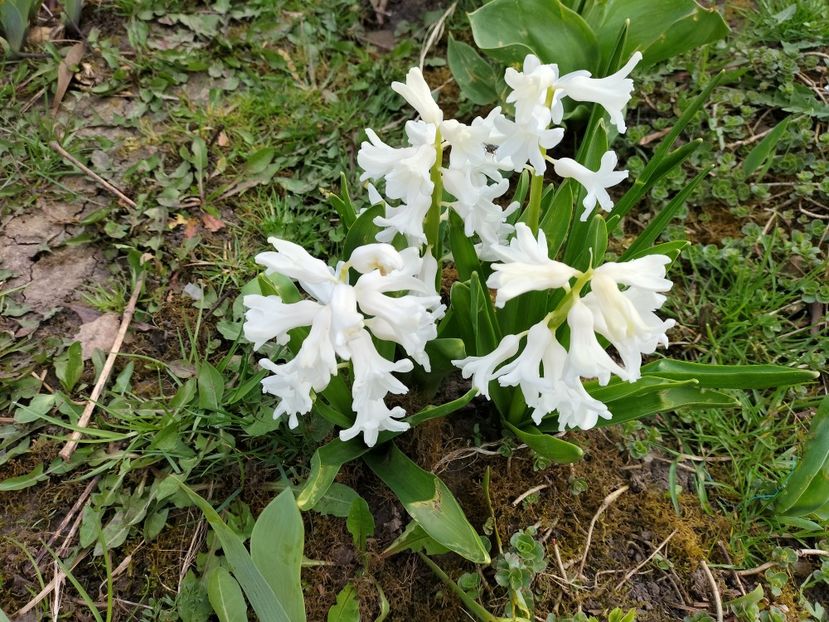 IMG20240323100126 - Primăvară 2024