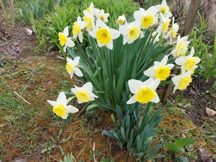 IMG20240323100110 - Primăvară 2024