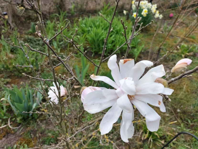 IMG20240323095909 - Primăvară 2024