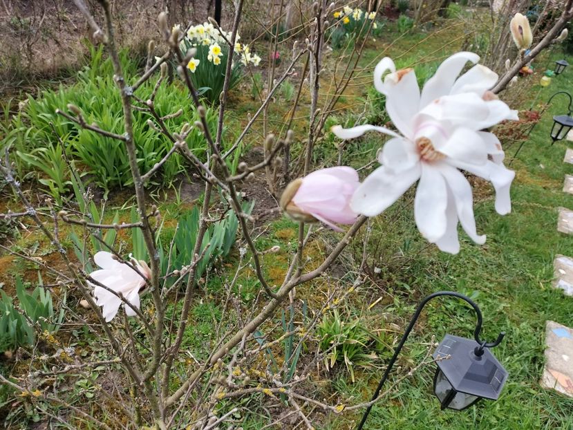 IMG20240323095901 - Primăvară 2024