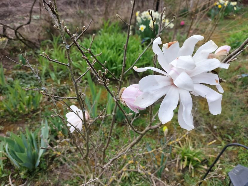 IMG20240323095856 - Primăvară 2024