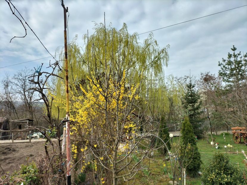 IMG20240323095815 - Primăvară 2024