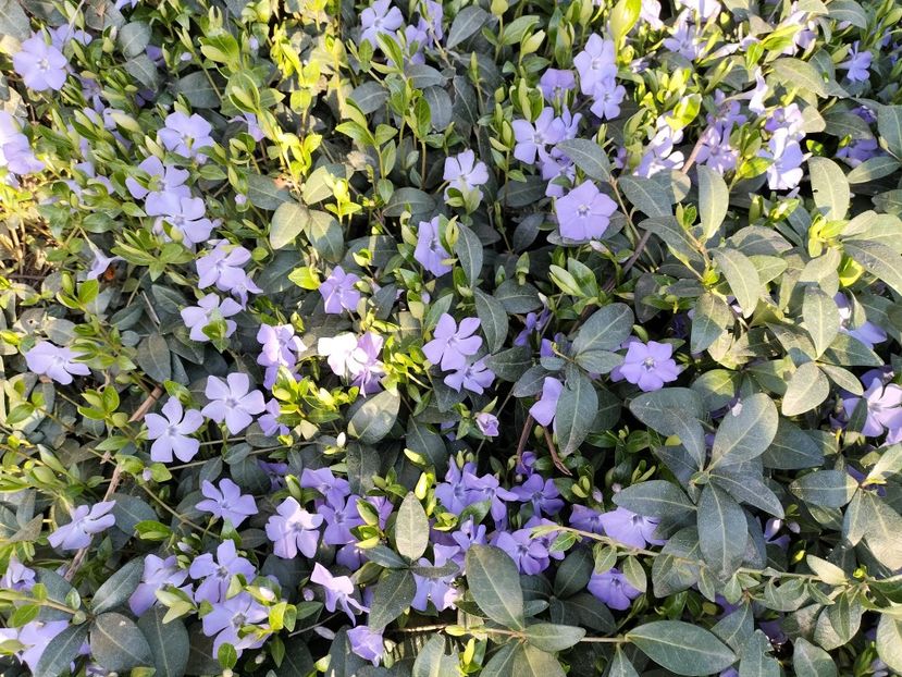 IMG20240322171716 - Primăvară 2024