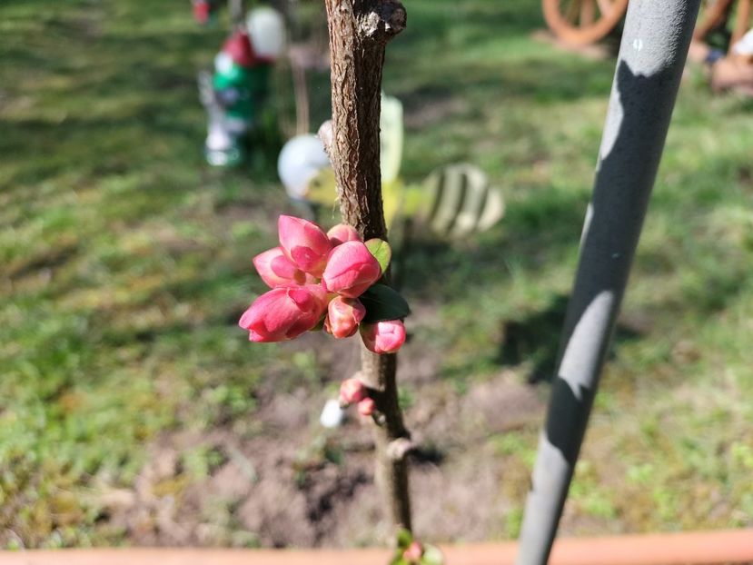 IMG20240322110108 - Primăvară 2024