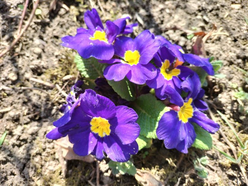 IMG20240322105948 - Primăvară 2024