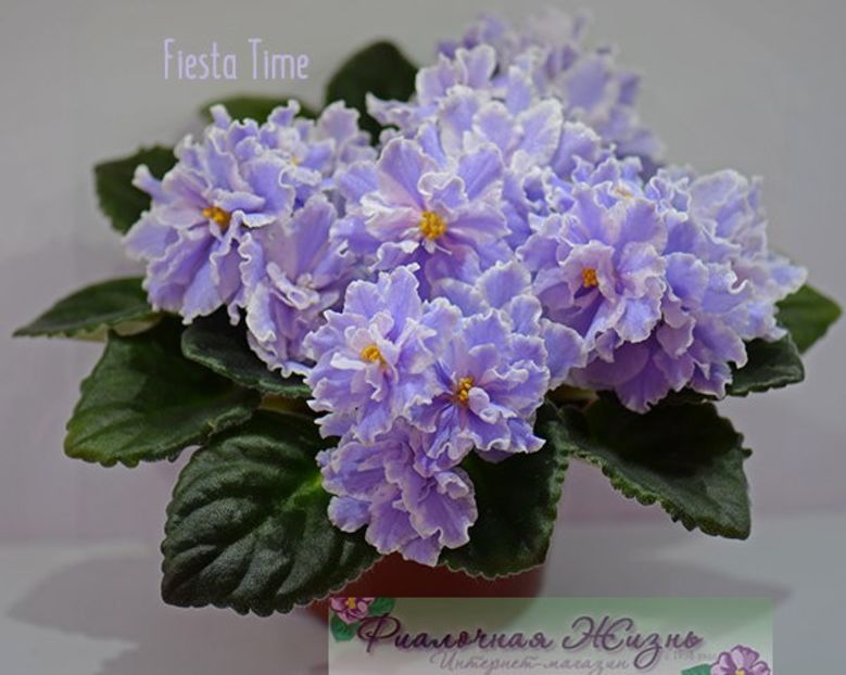 Fantasy Fiesta - 0 violete martie 2004-frunze yanasi
