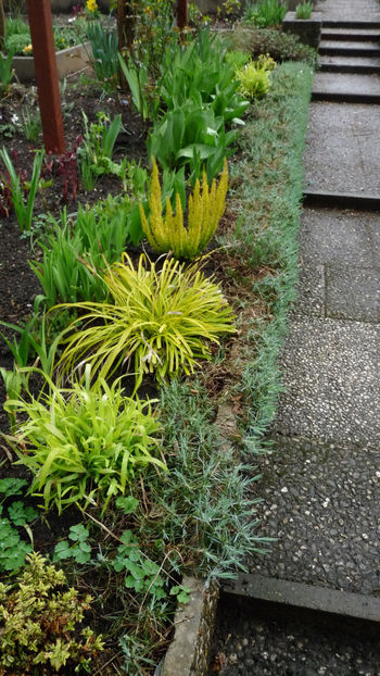  - 2024 - 01 - Primavara