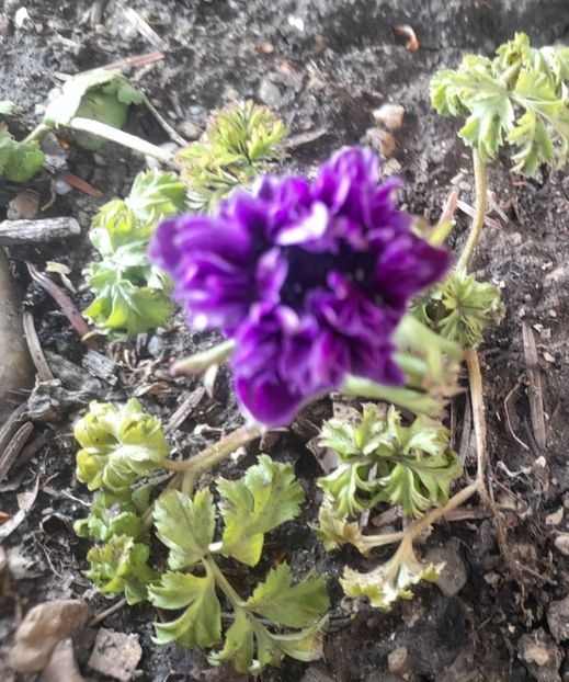  - 1 2024 Din nou cu natura impreuna !