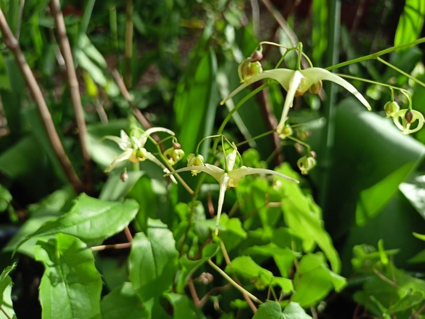 Epimedium Domino - Grădina 2024