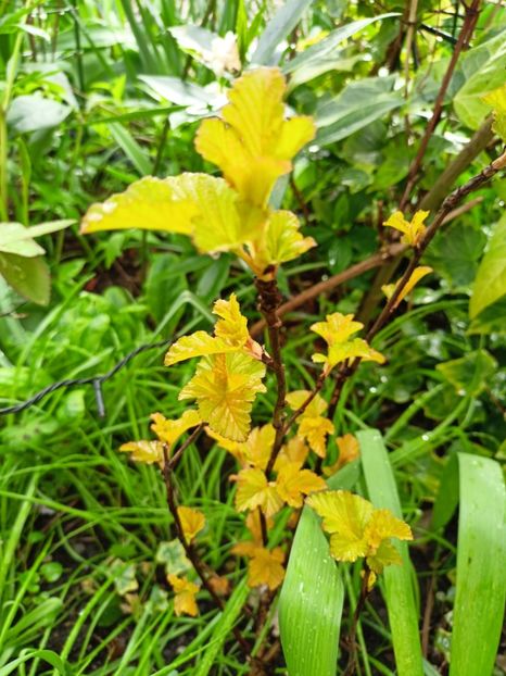 Physocarpus Amber Jubilee - Grădina 2024