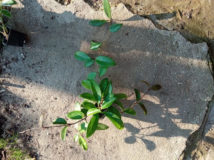 Hoya Tricolor-30 lei - a Plante disponibile