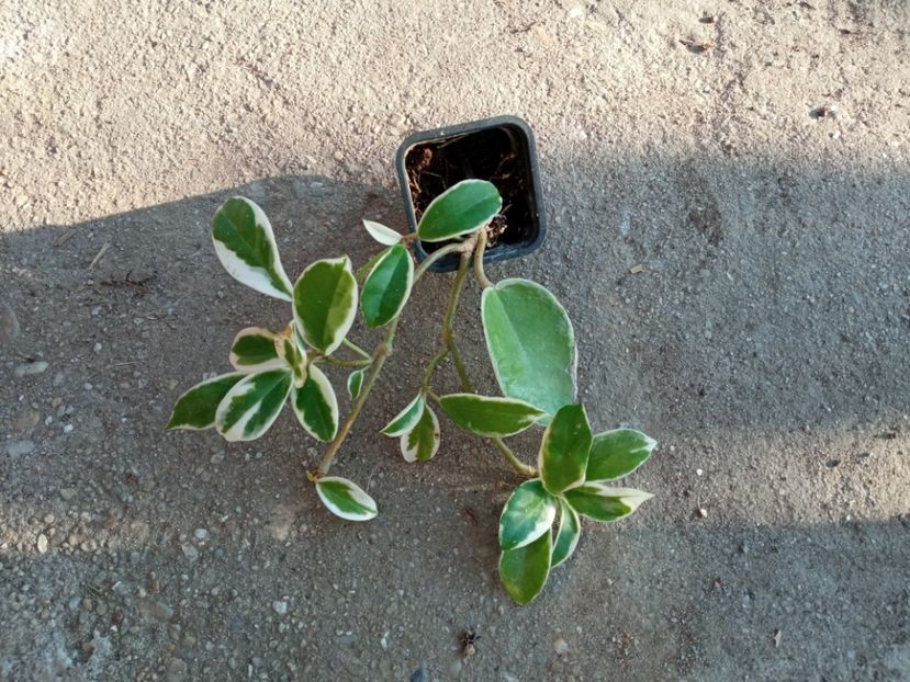 Hoya Krimson Queen-25 lei - a Plante disponibile