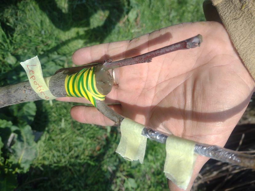 Bistrițean - Altoiri 2024