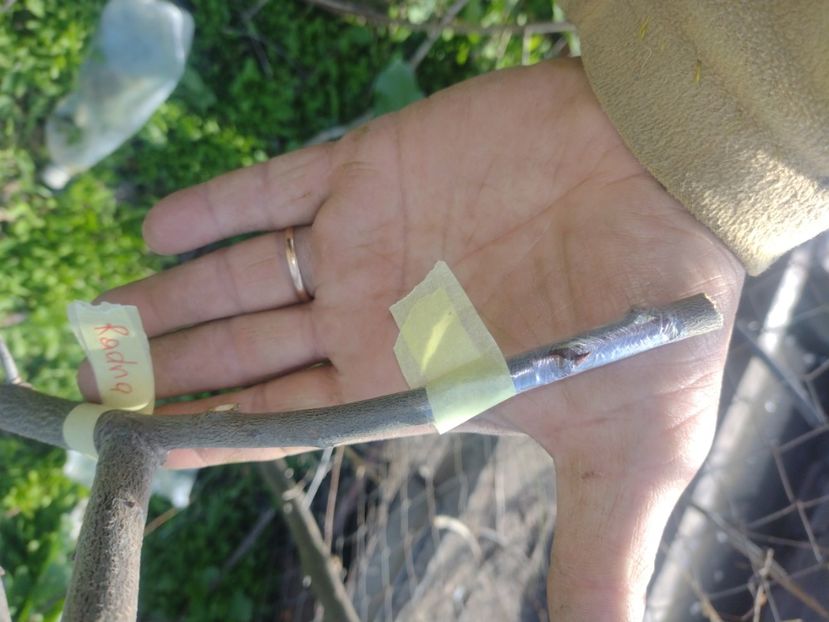 Cacanka Radna - Altoiri 2024