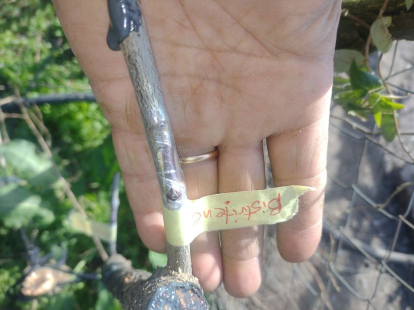 Bistrițean - Altoiri 2024