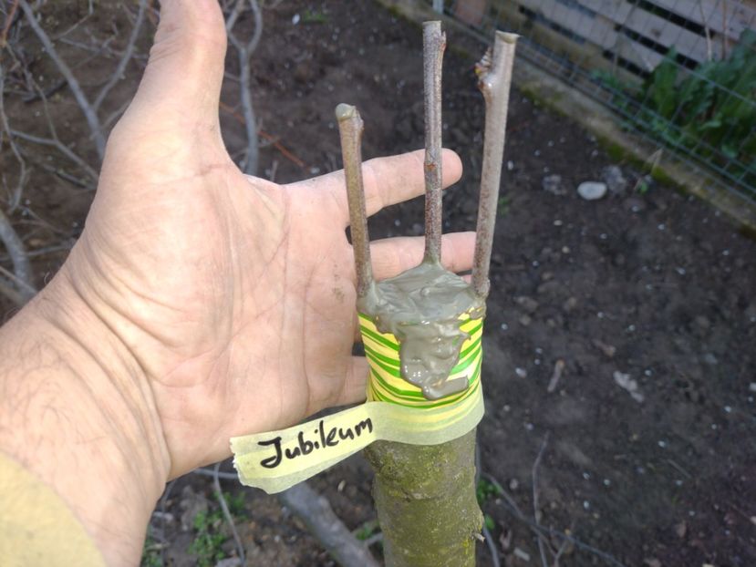 Jubileum - Altoiri 2024