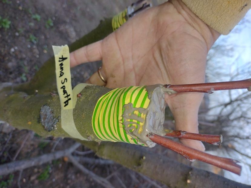 Anna Spath - Altoiri 2024