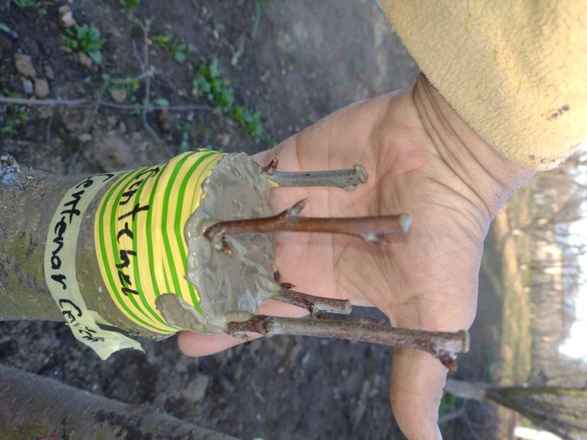 Centenar - Altoiri 2024