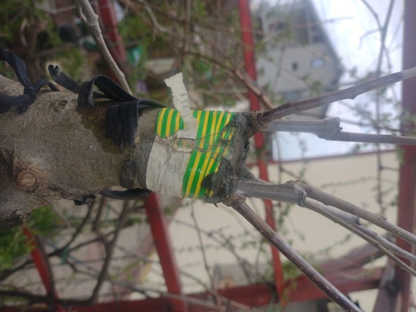 Evoluție altoire 2023 măr Florina - Altoiri 2024