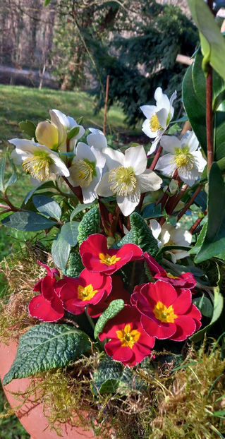  - 2024 - 01 - Primavara