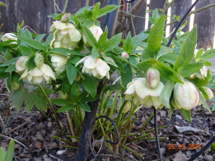  - Helleborus 2024