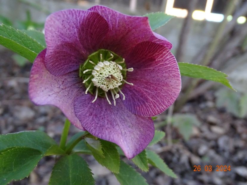  - Helleborus 2024
