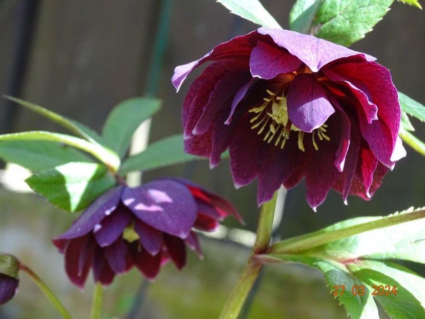  - Helleborus 2024