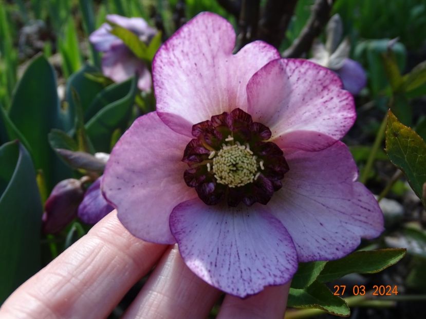  - Helleborus 2024