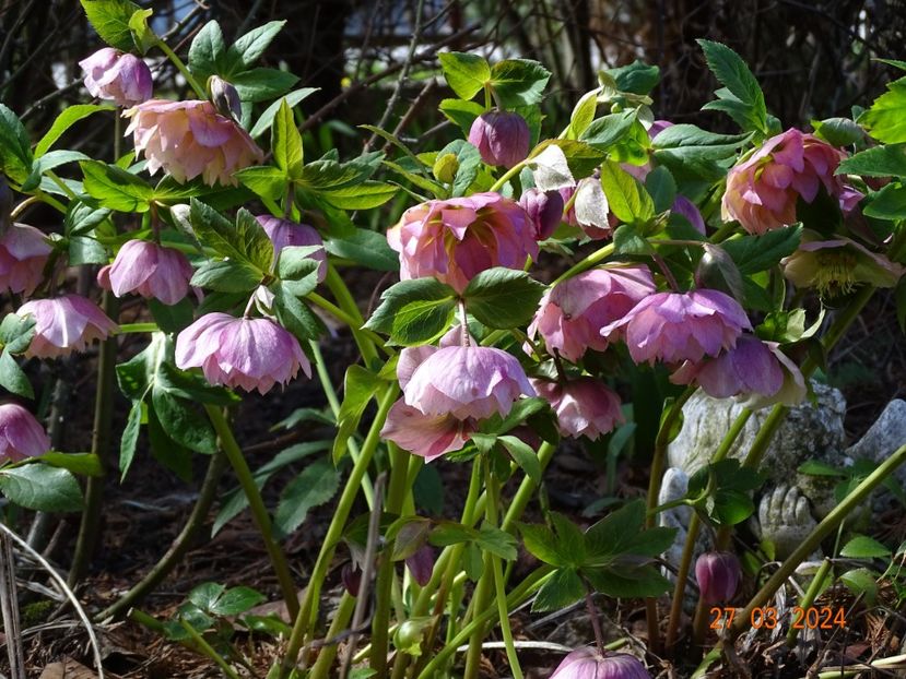  - Helleborus 2024