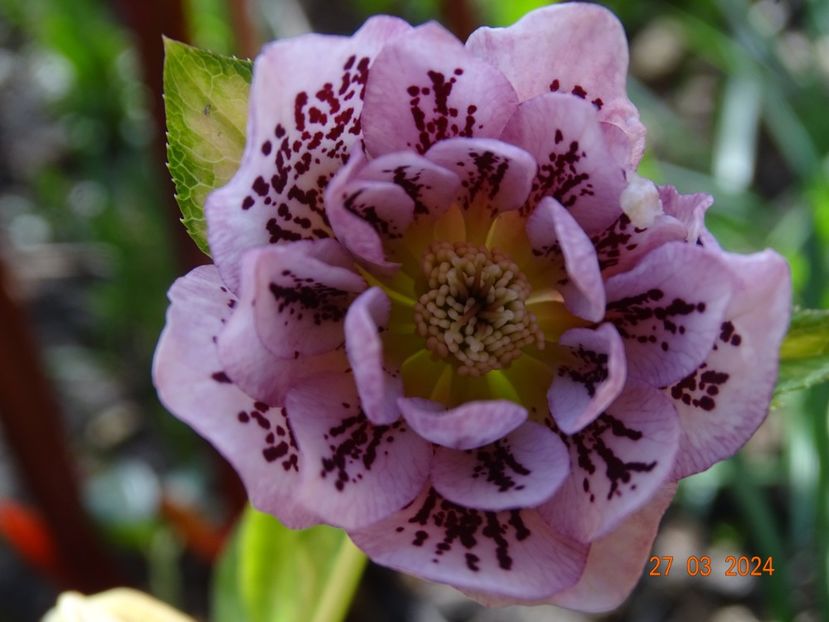  - Helleborus 2024