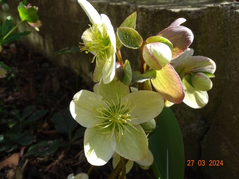  - Helleborus 2024