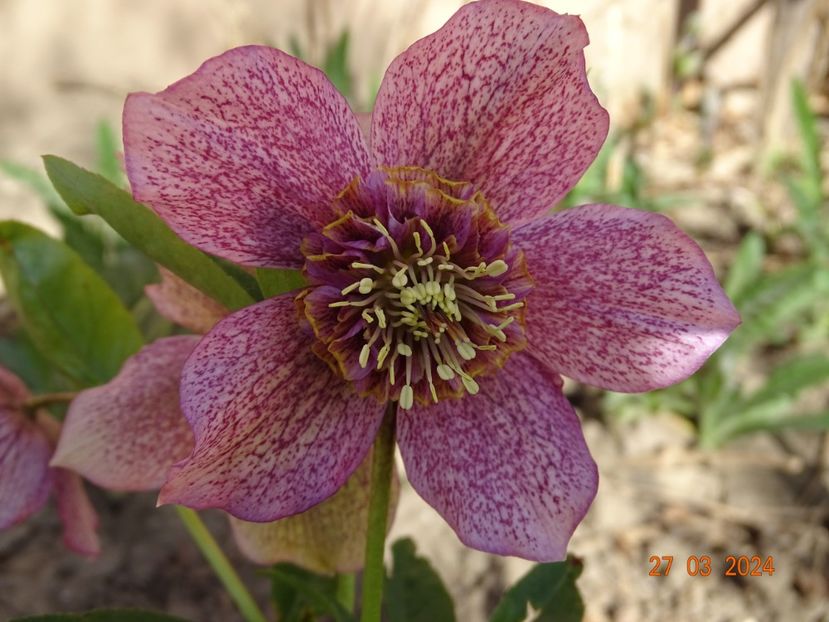  - Helleborus 2024