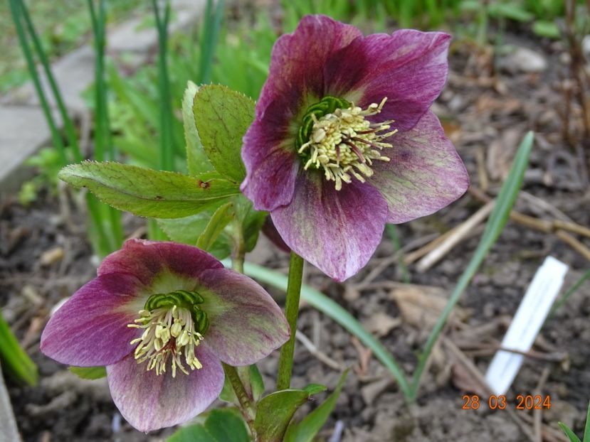  - Helleborus 2024