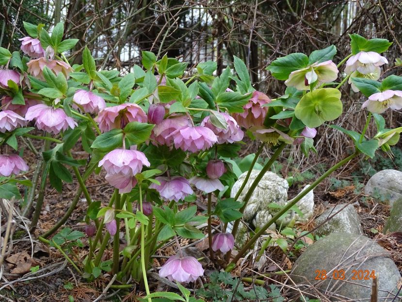  - Helleborus 2024