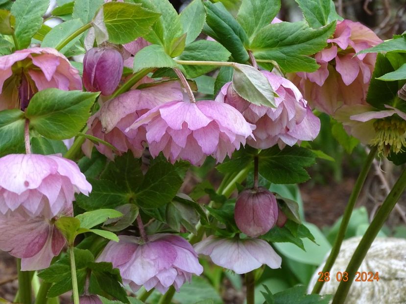  - Helleborus 2024