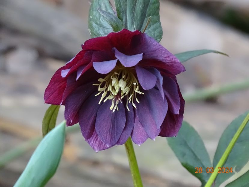  - Helleborus 2024