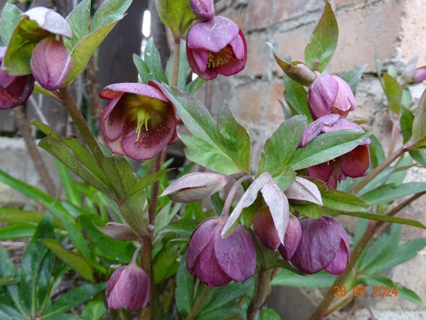  - Helleborus 2024