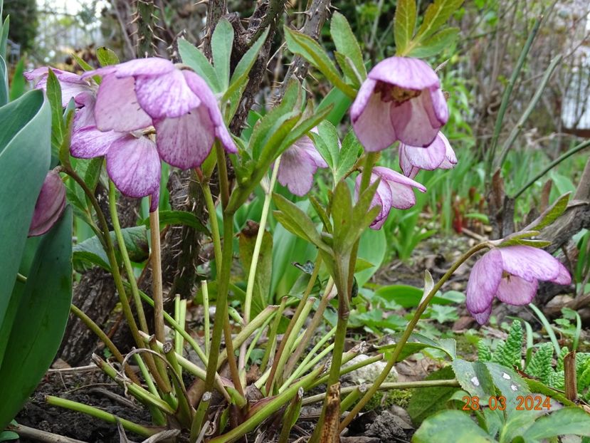  - Helleborus 2024