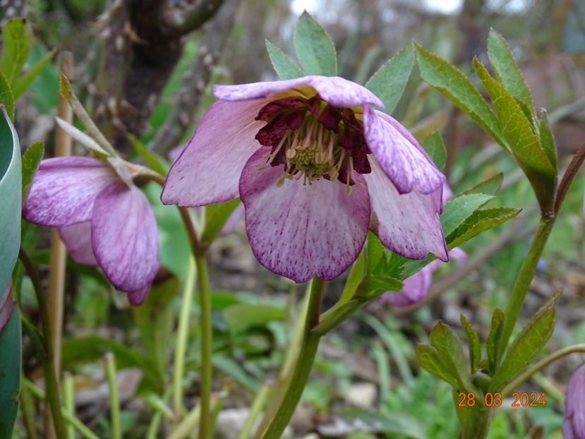  - Helleborus 2024